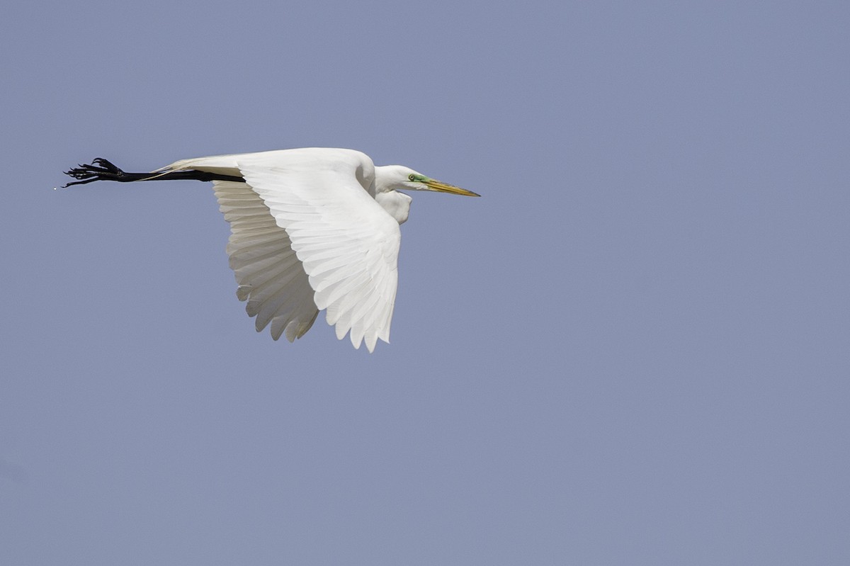 Great Egret - Cam Nikkel