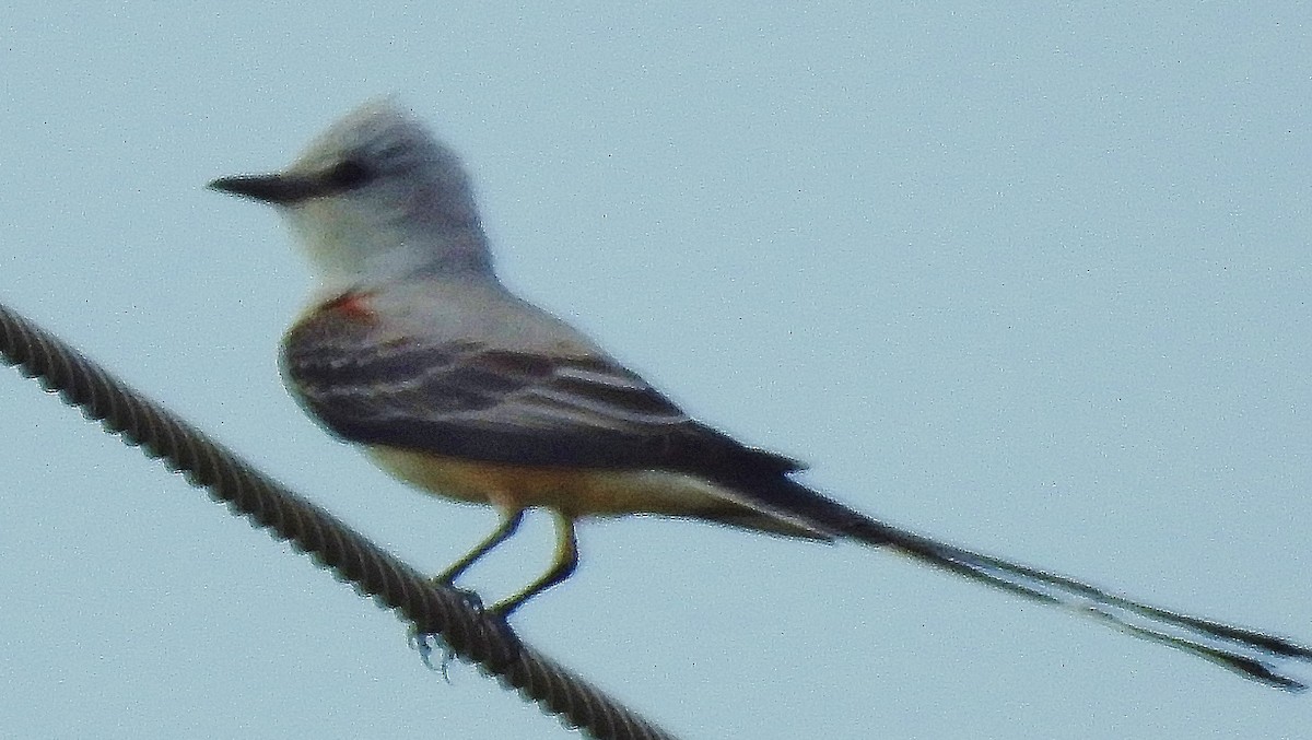 Scissor-tailed Flycatcher - Ron Kittinger