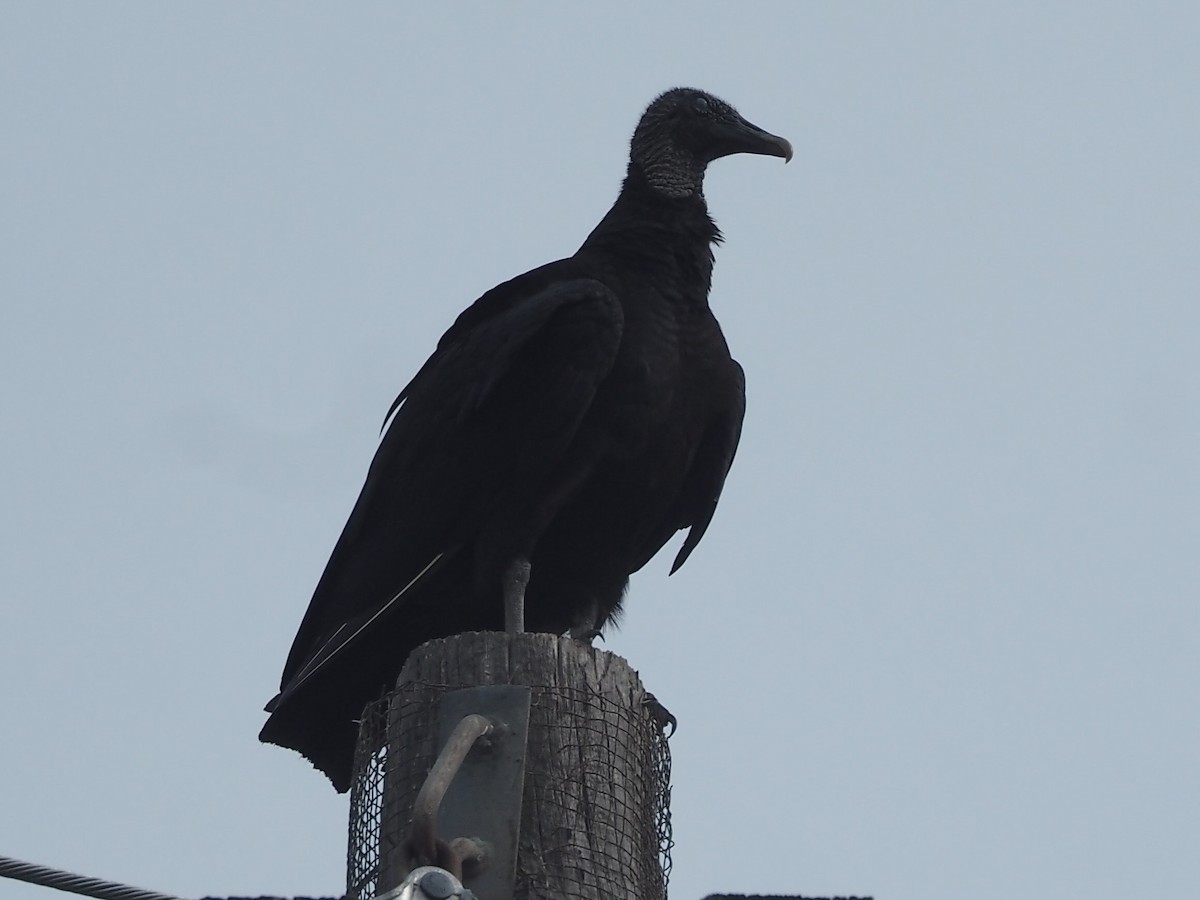 Black Vulture - ML101258281