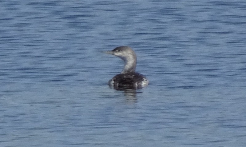 Red-throated Loon - ML101259521