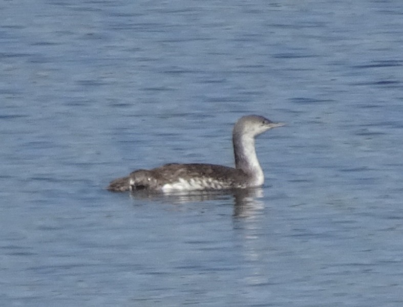 Red-throated Loon - ML101259531