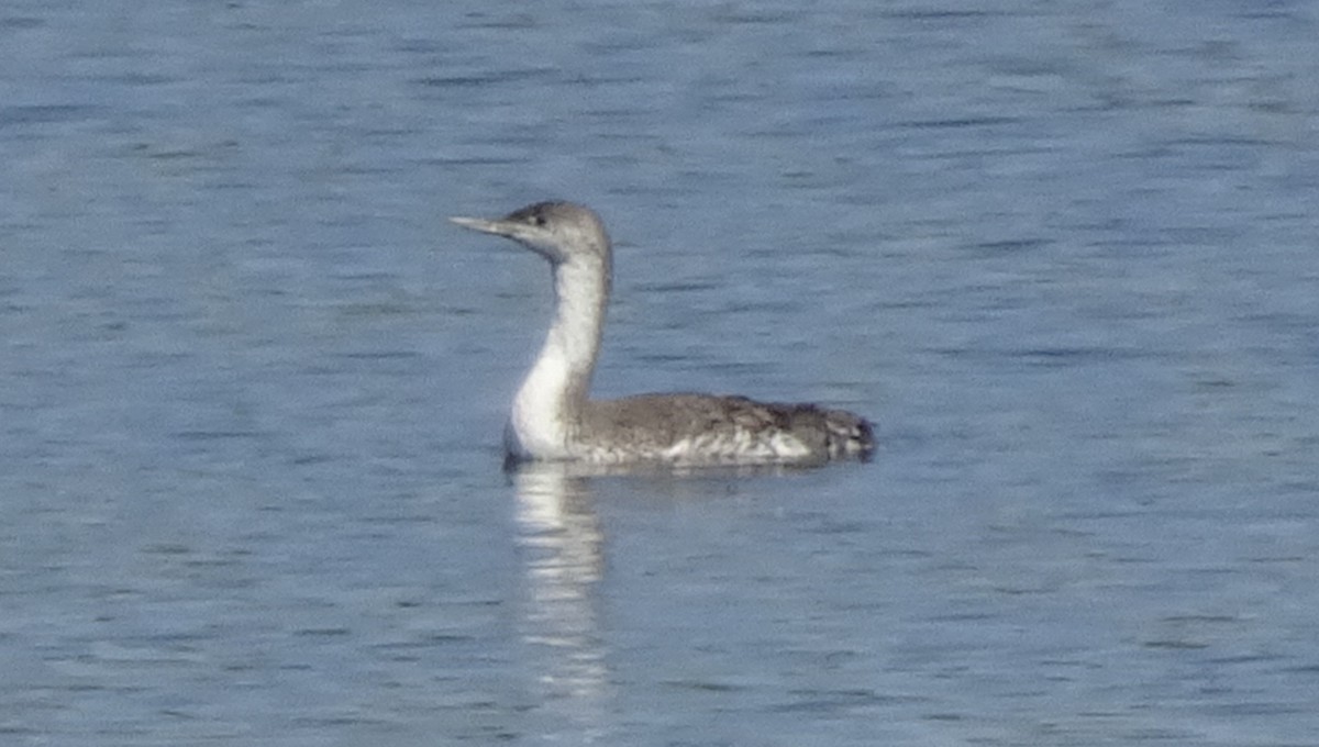 Red-throated Loon - ML101259561