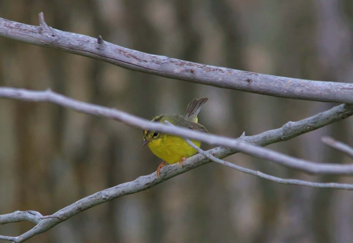 Golden-crowned Warbler - Danny Montalvo