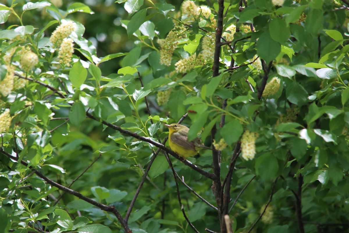 Golden-crowned Warbler - ML101263331