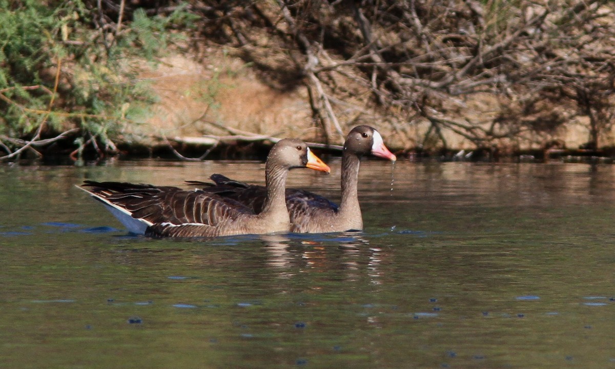 Greater White-fronted Goose - ML101265201