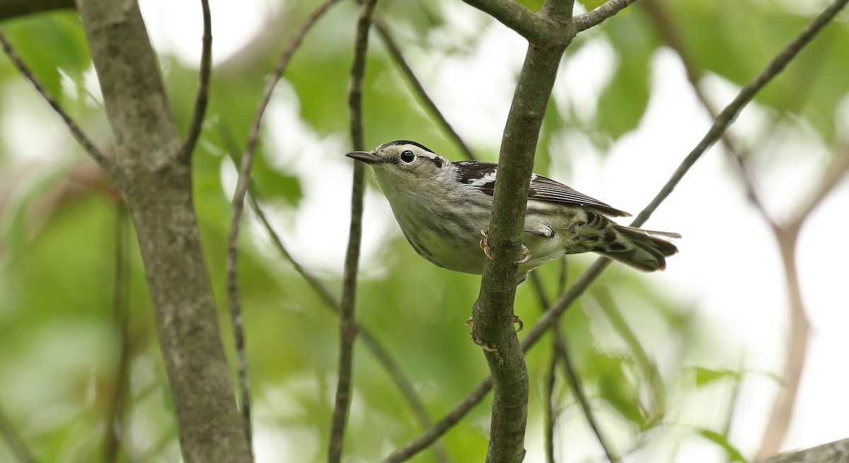 Black-and-white Warbler - ML101270611