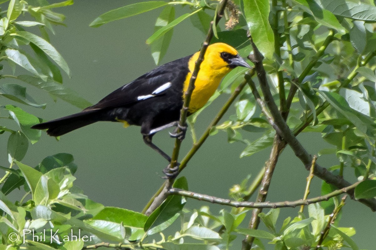 Yellow-headed Blackbird - Phil Kahler