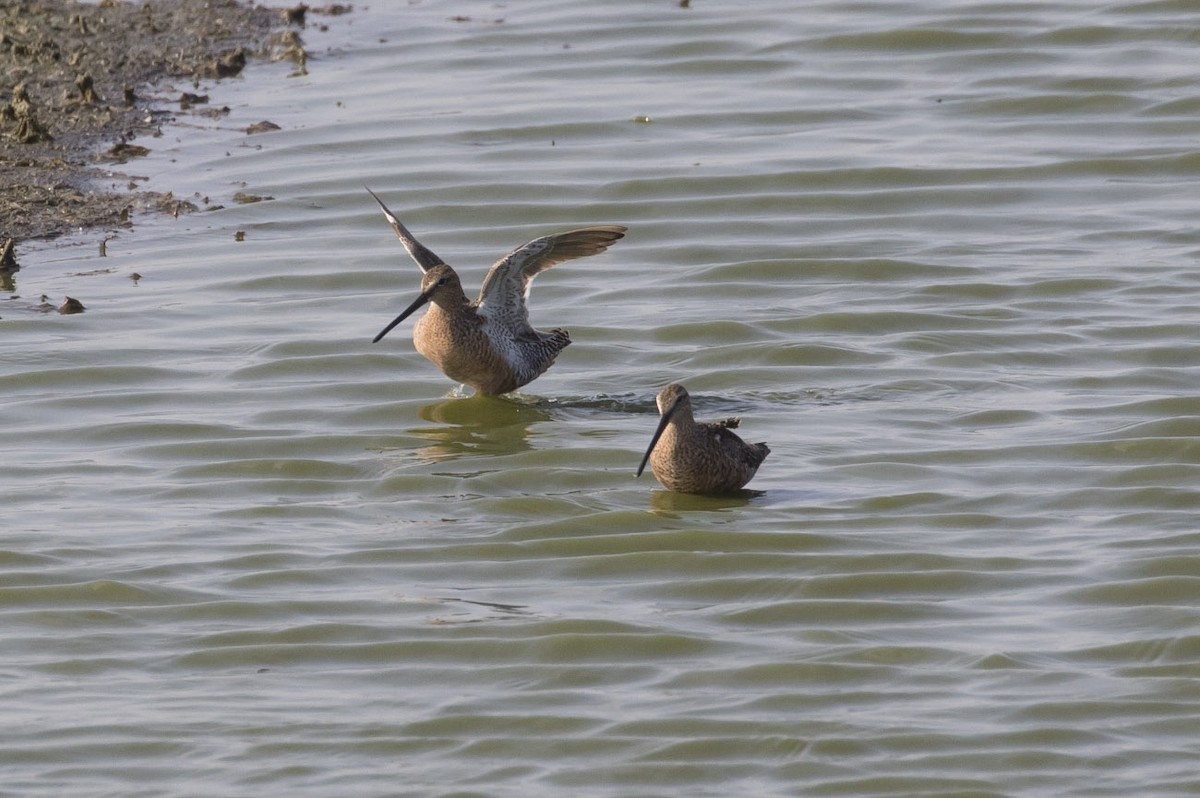 Long-billed Dowitcher - ML101279611