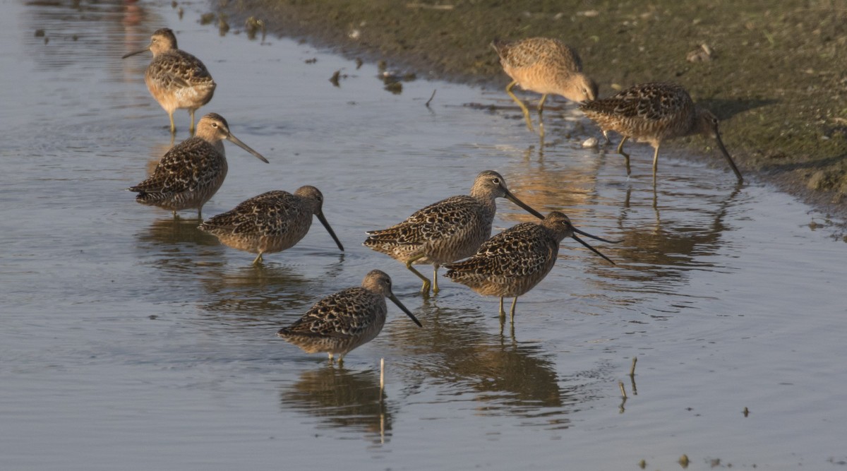 Long-billed Dowitcher - ML101279631