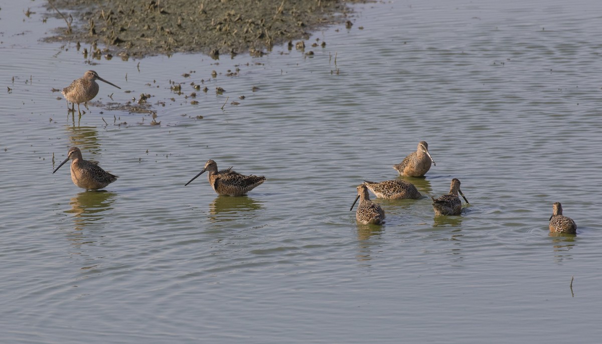 Long-billed Dowitcher - ML101279641