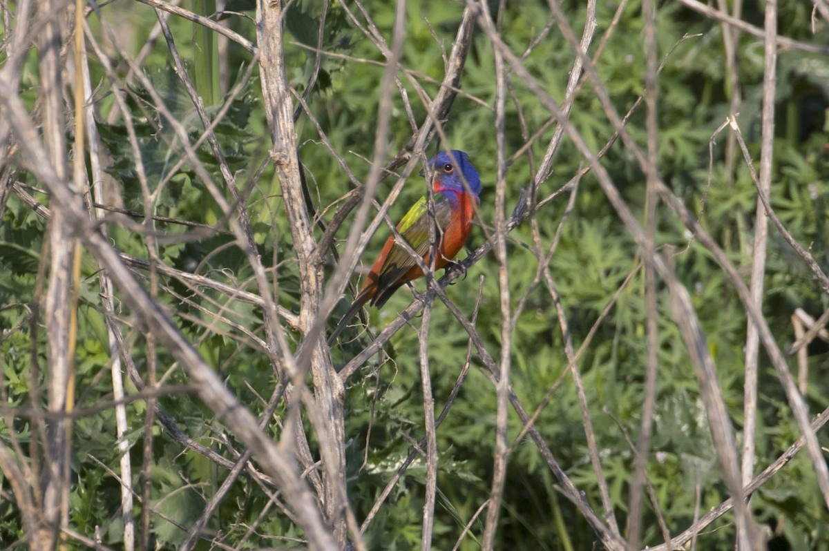 Painted Bunting - ML101279741