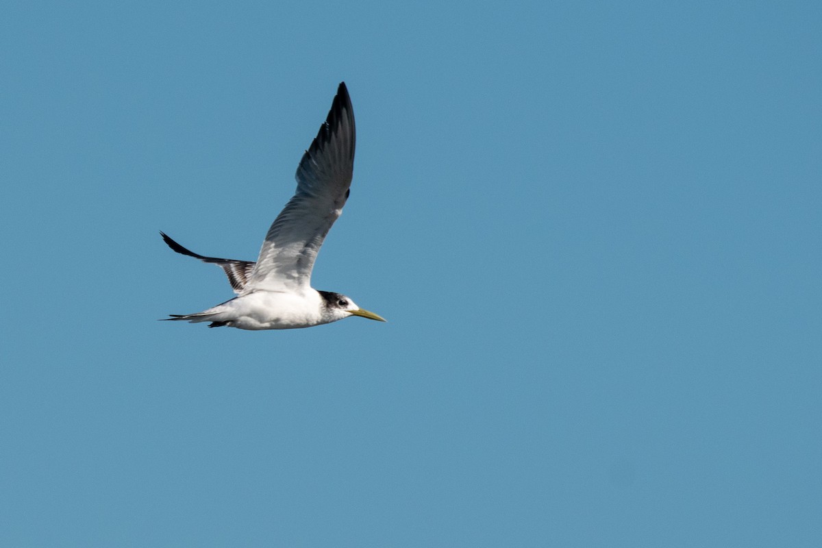 Great Crested Tern - ML101282661