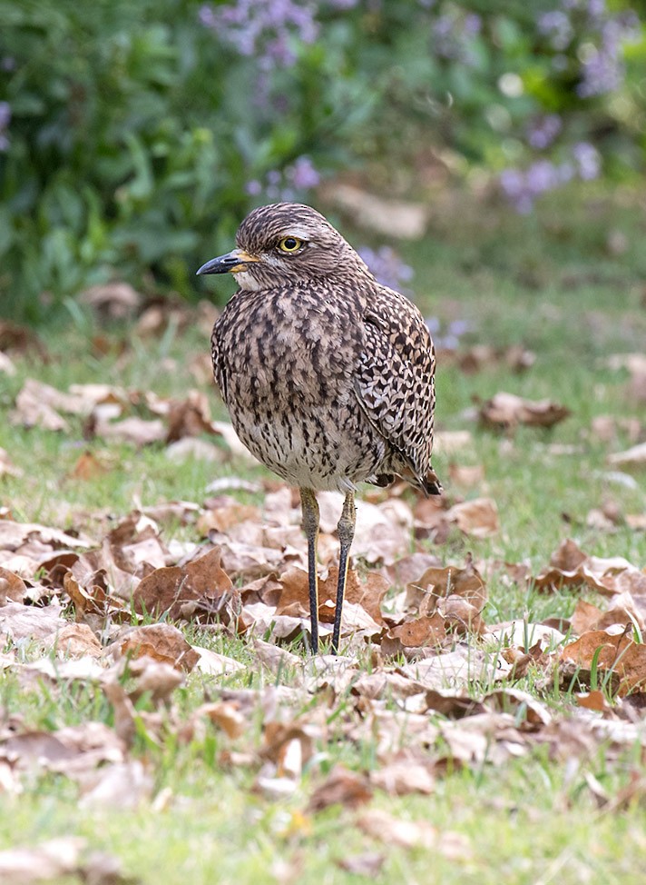 Spotted Thick-knee - ML101284421