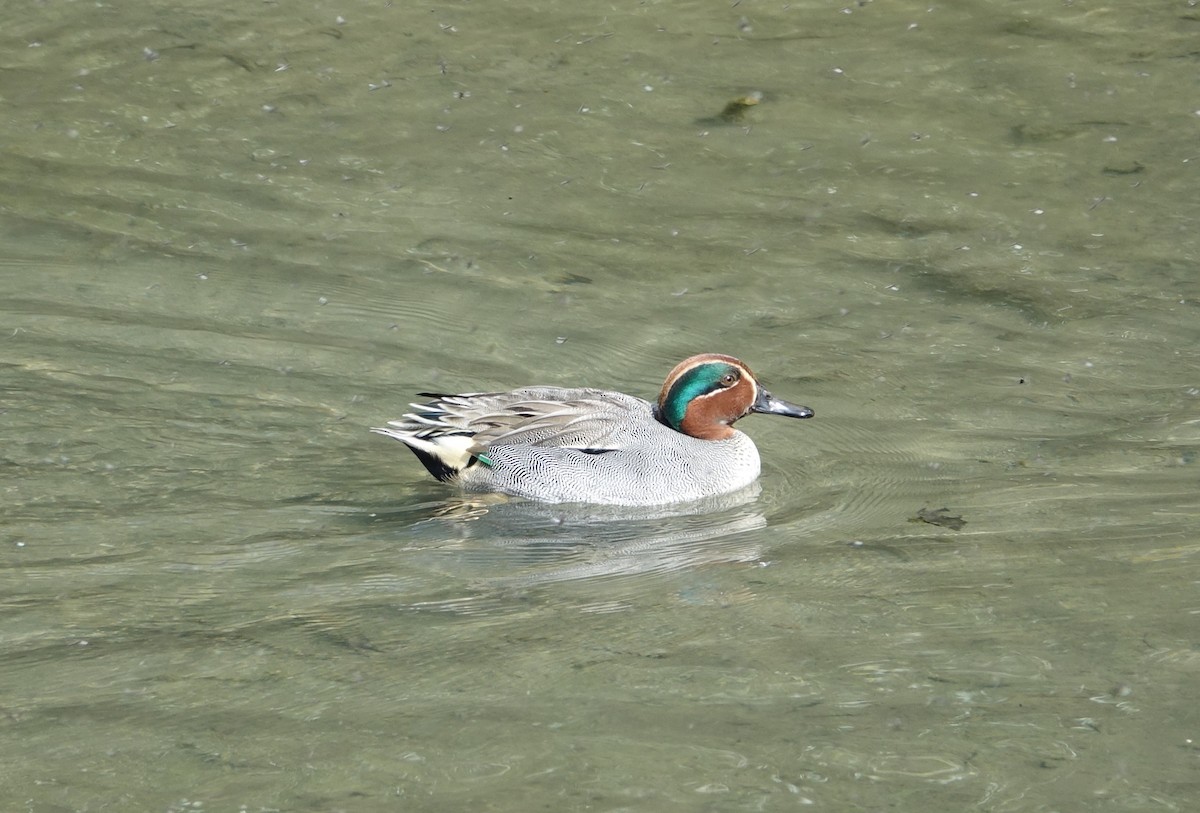 Green-winged Teal - ML101286181
