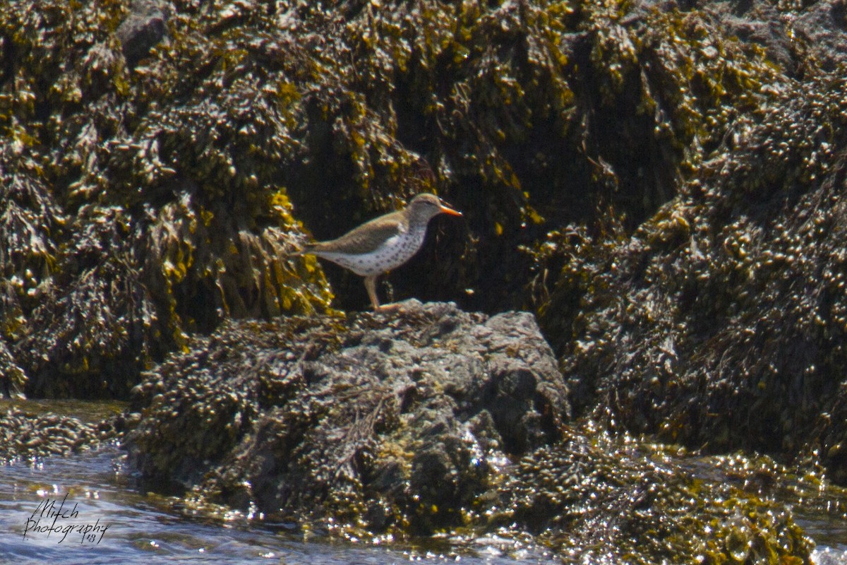 Spotted Sandpiper - Mitch (Michel) Doucet