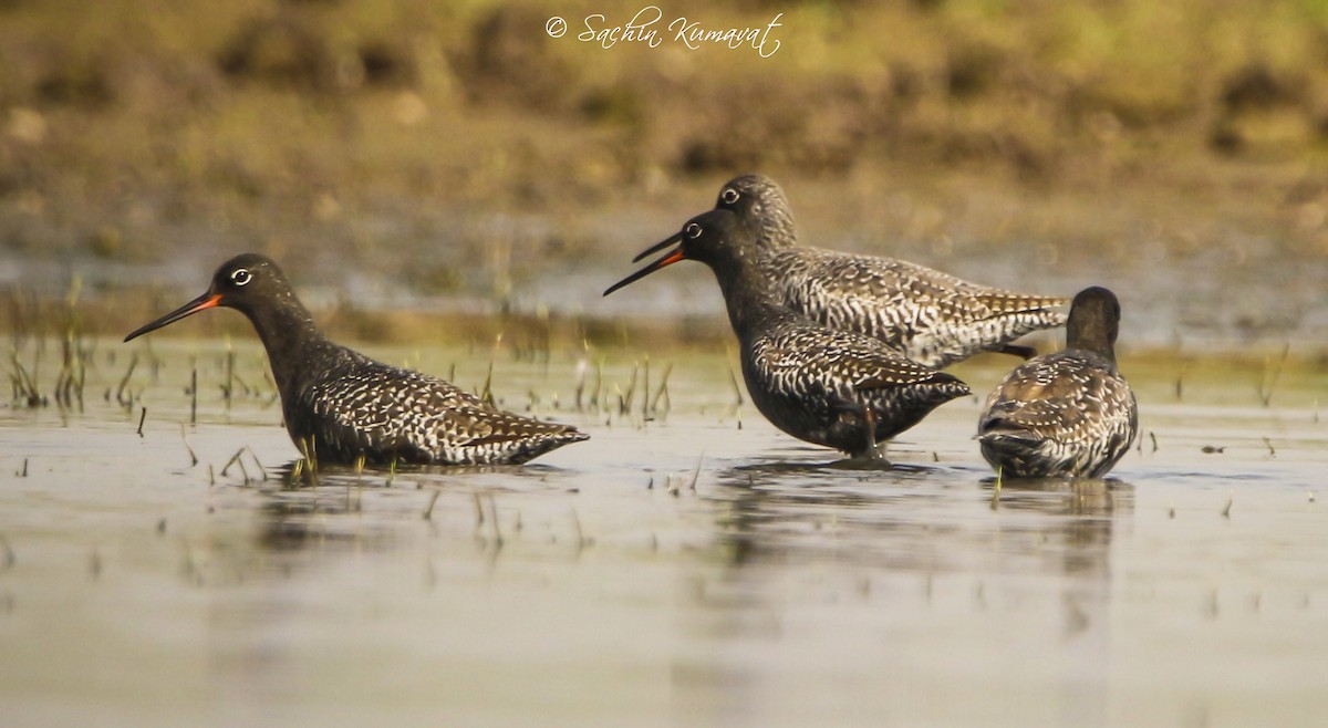 Spotted Redshank - ML101292331