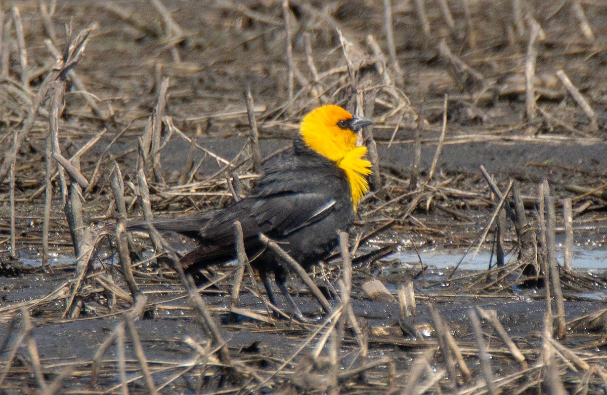 Yellow-headed Blackbird - James Mccoy