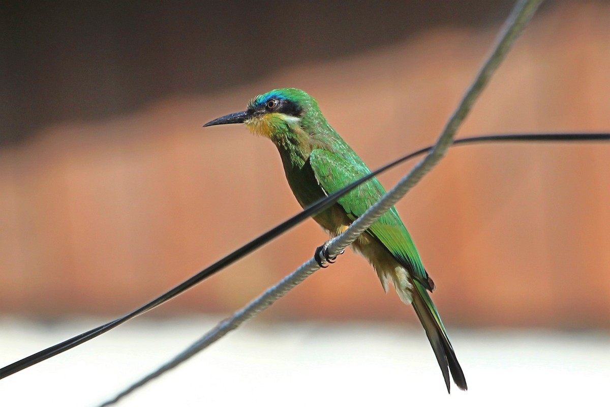 Ethiopian Bee-eater - Justin Goldberg