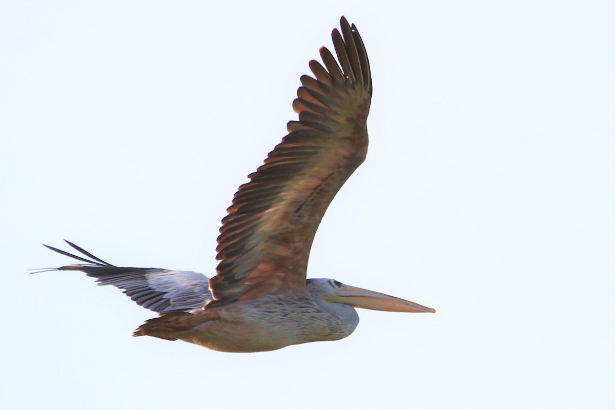 Pink-backed Pelican - ML101295631