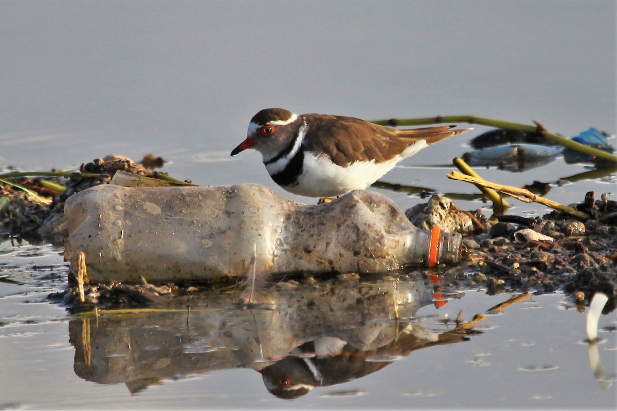 Three-banded Plover - ML101295811