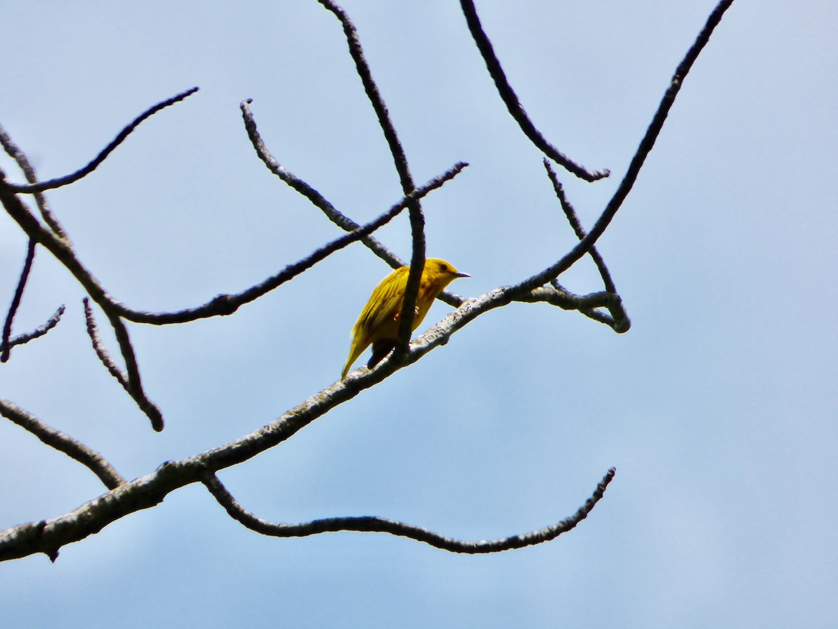 Yellow Warbler - Scott Byrd