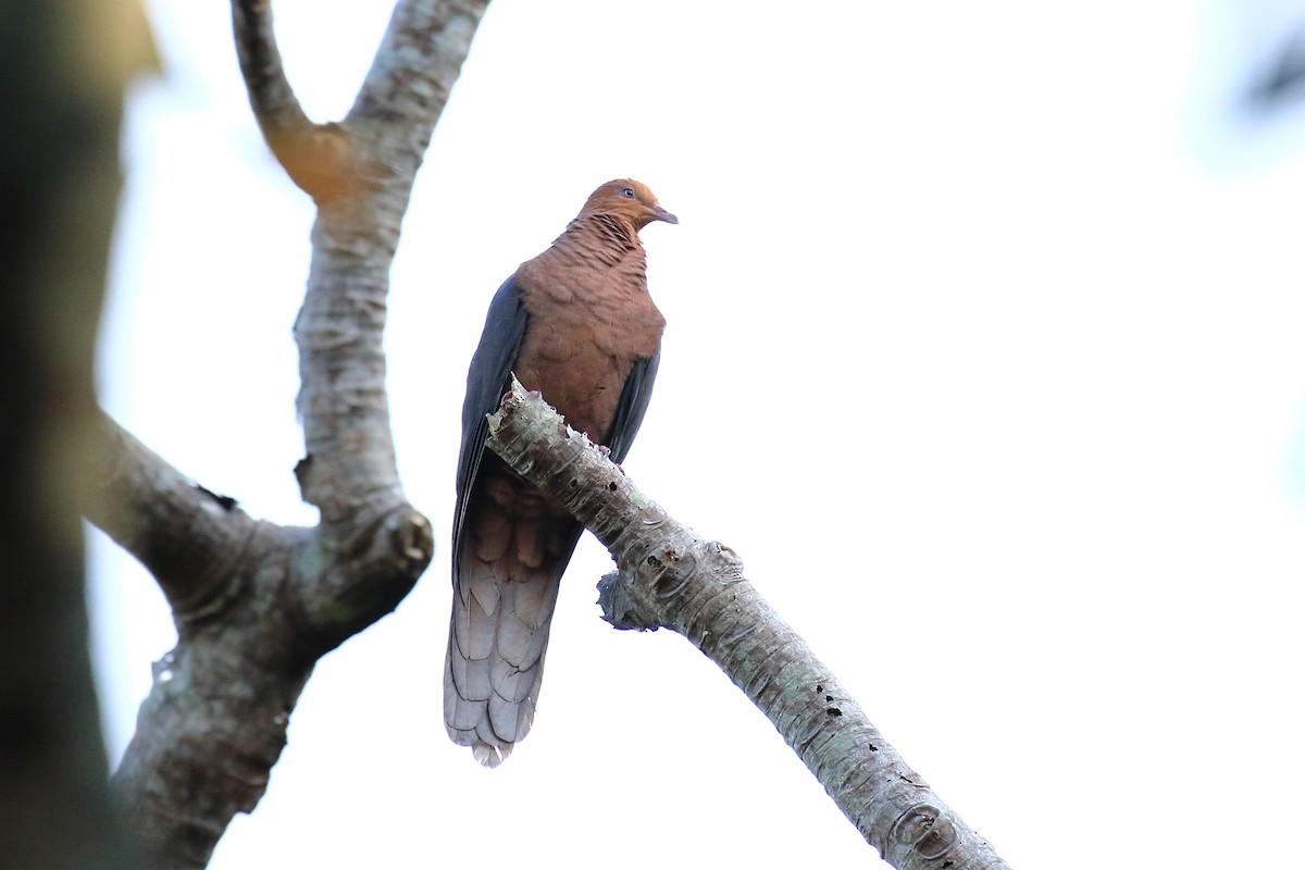 Philippine Cuckoo-Dove - ST Chien