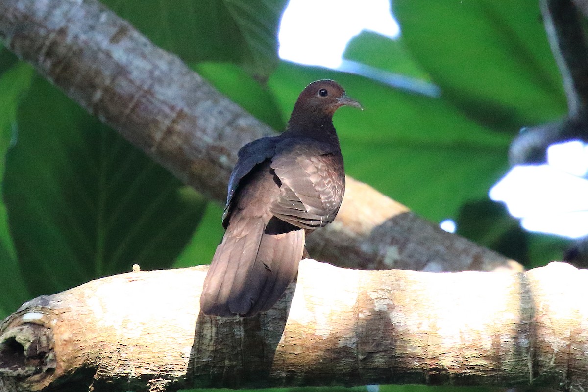 Philippine Cuckoo-Dove - ML101302081