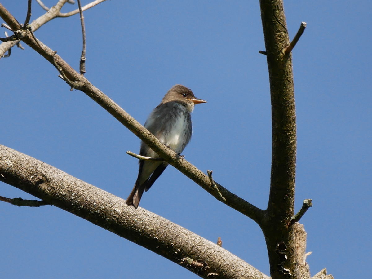 Olive-sided Flycatcher - Wee Hao Ng