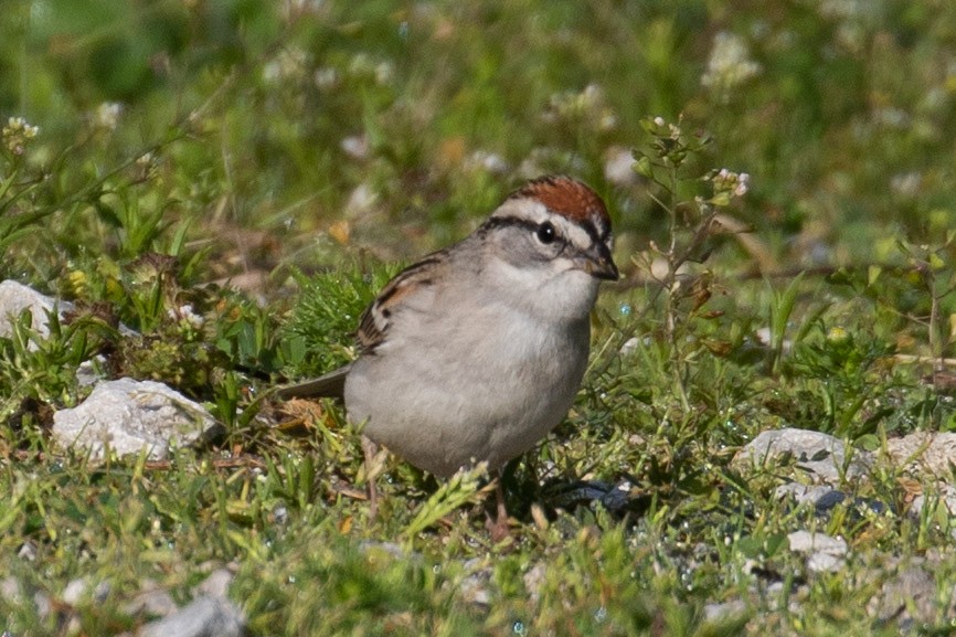 Chipping Sparrow - ML101304461
