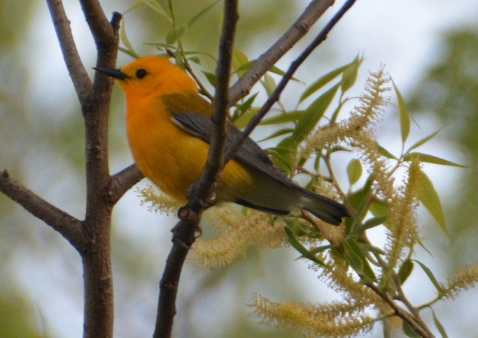 Prothonotary Warbler - ML101304861