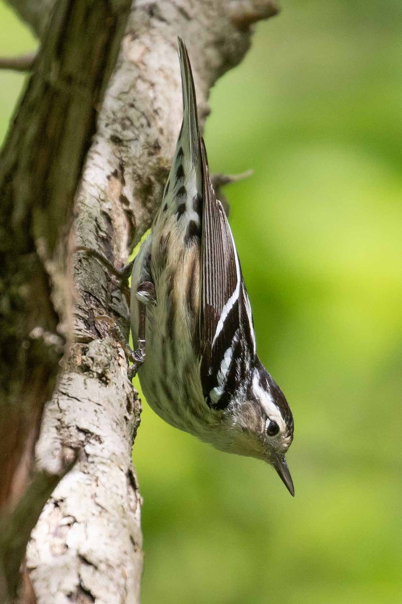 Black-and-white Warbler - Chuck Coxe