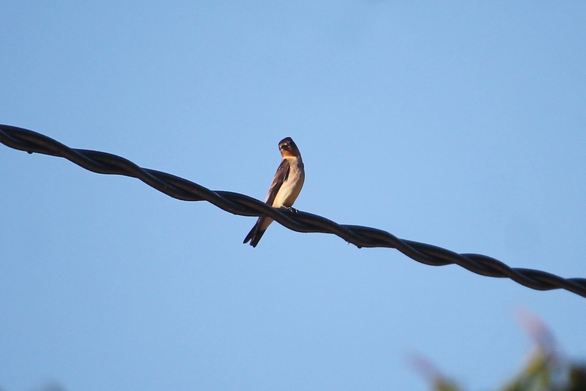 Southern Rough-winged Swallow - ML101307671