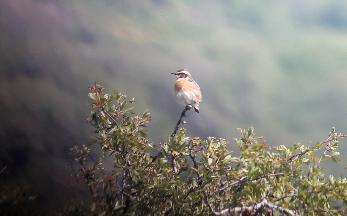 Whinchat - ML101309901