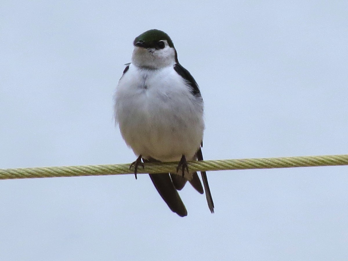 Violet-green Swallow - ML101312401