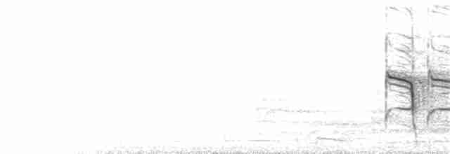 Grallina Australiana - ML101313891
