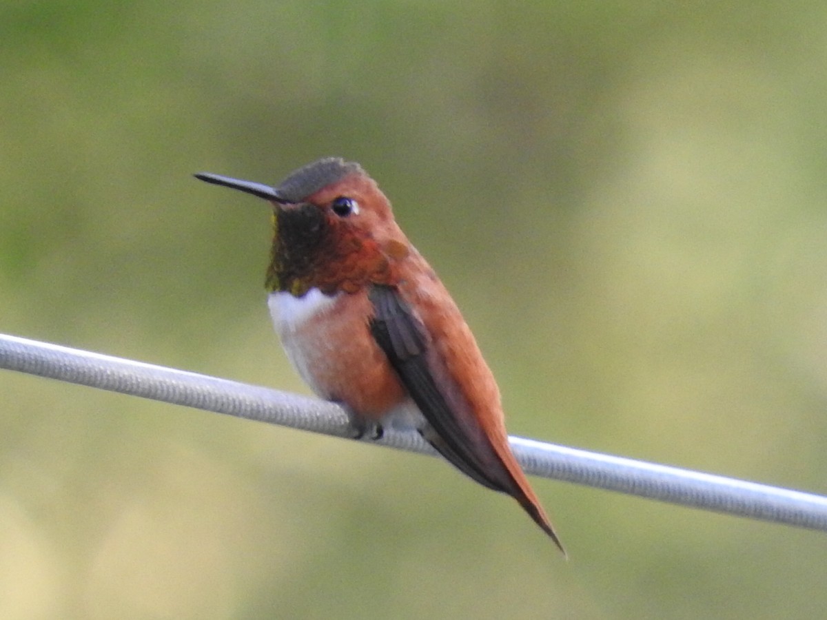 Rufous Hummingbird - ML101315621