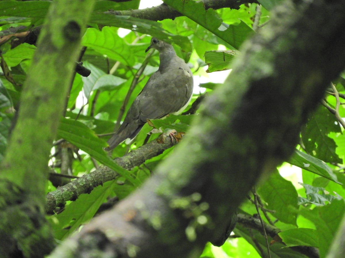 Gray-chested Dove - ML101315771