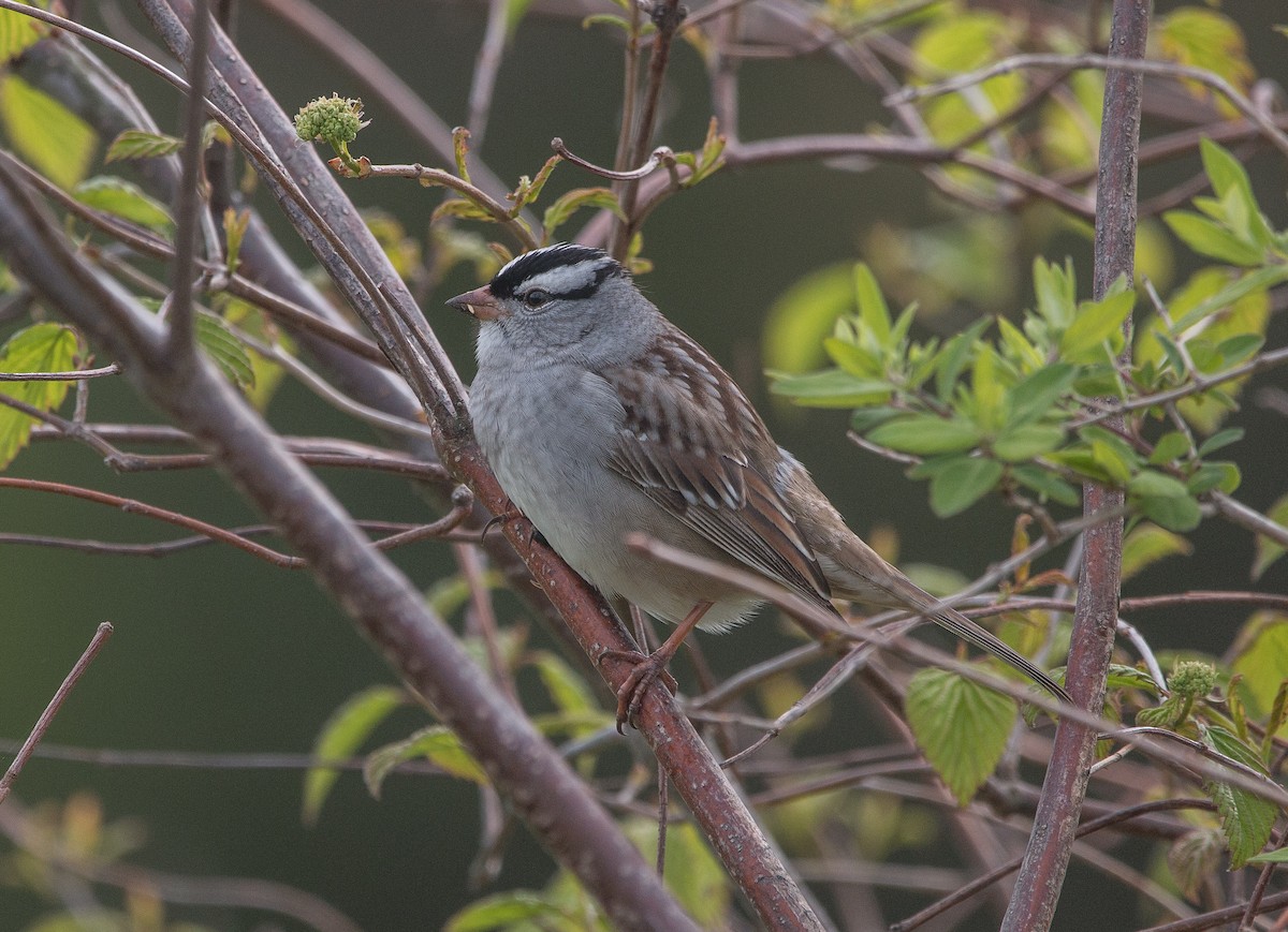 White-crowned Sparrow - Joel Strong