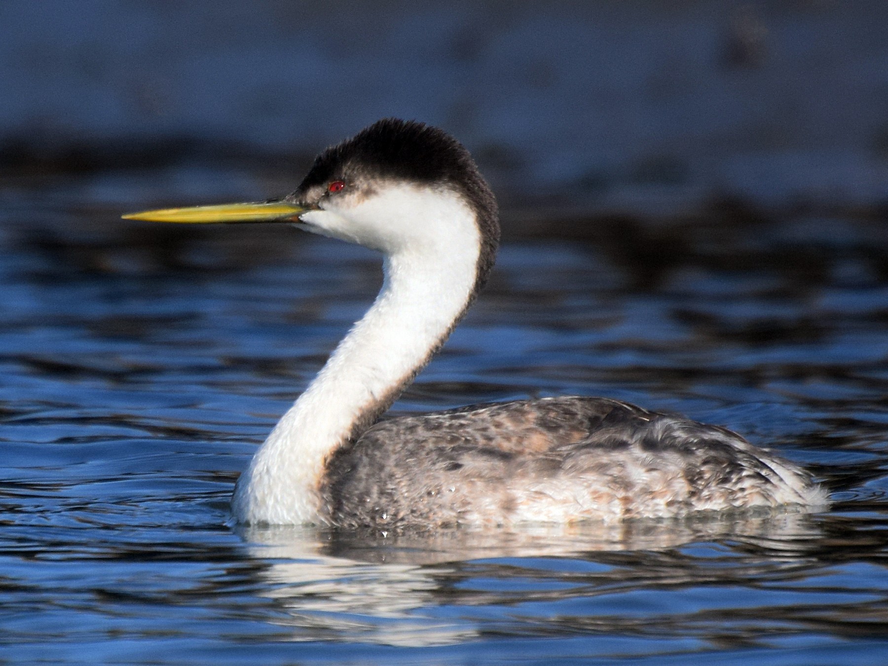 Western Grebe - eBird