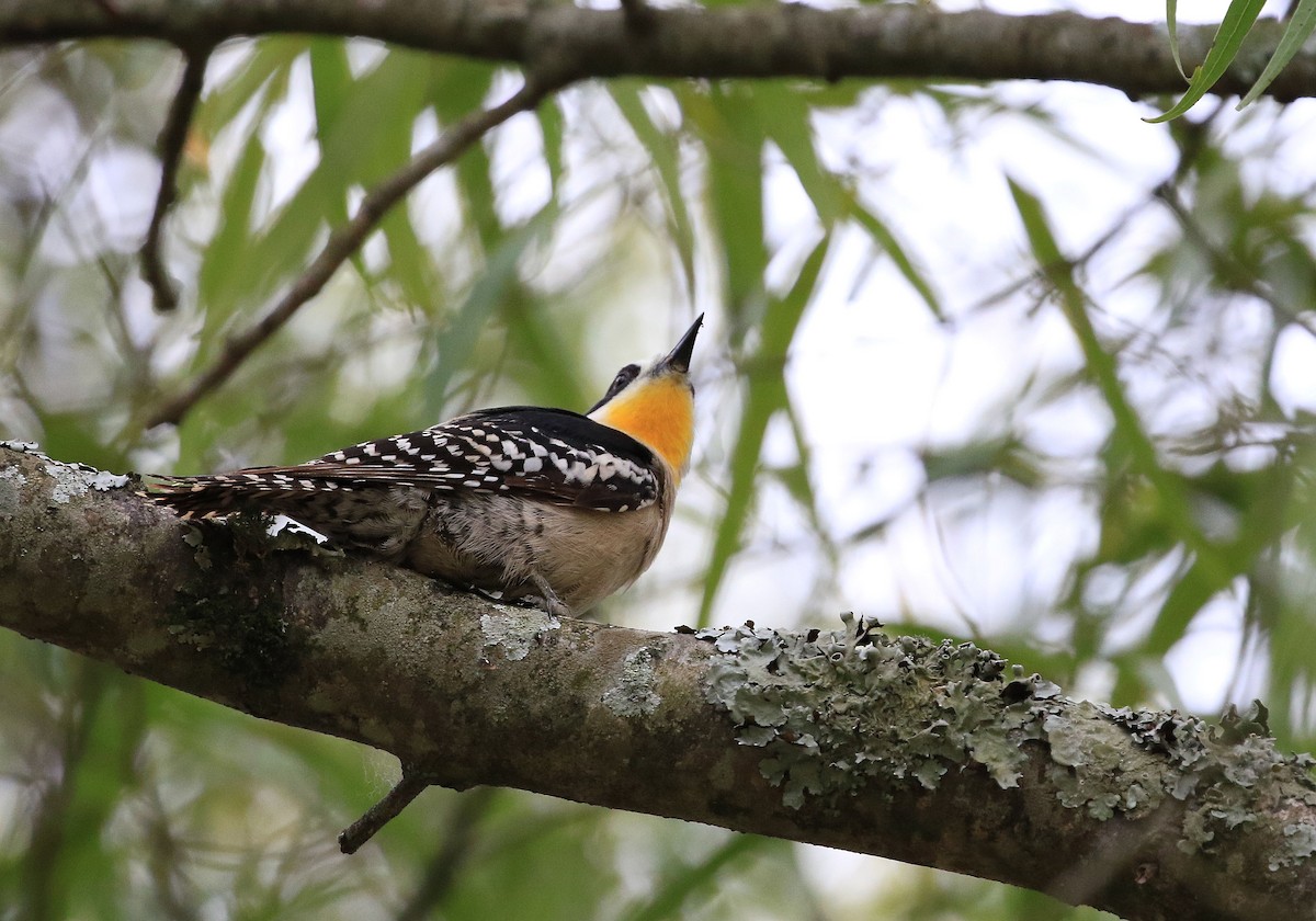 White-fronted Woodpecker - ML101317581