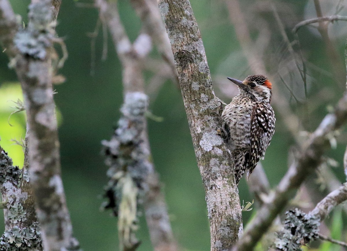 Checkered Woodpecker - Patrick MONNEY