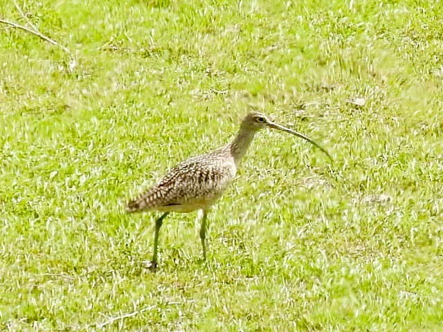 Long-billed Curlew - ML101317811