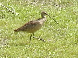 Long-billed Curlew - ML101318721