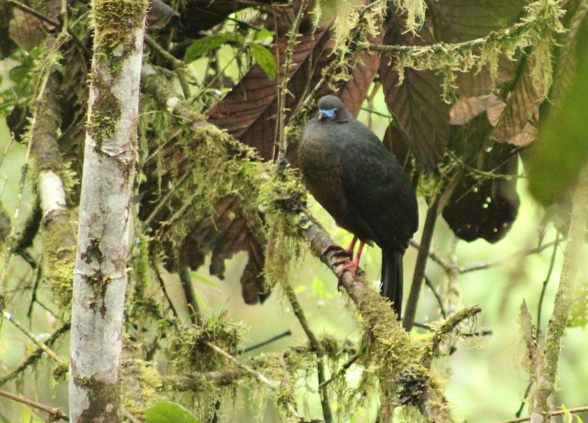 Sickle-winged Guan - ML101319251