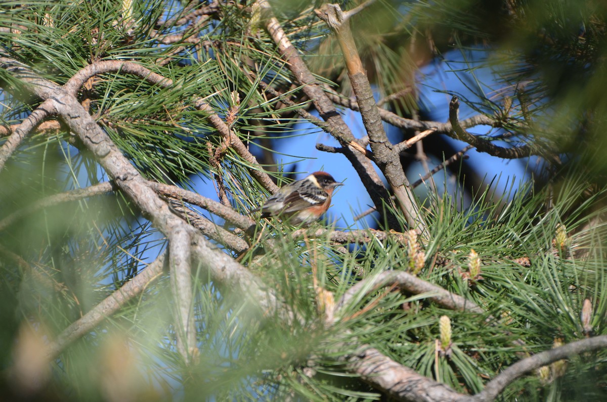 Bay-breasted Warbler - ML101322961