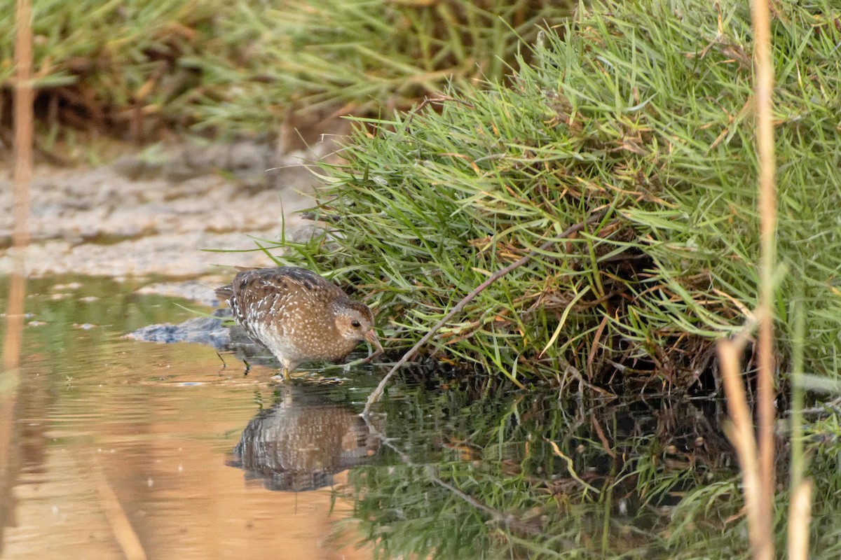 Spotted Crake - Anonymous