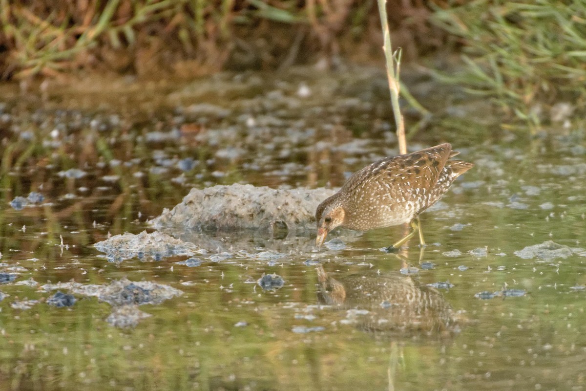 Spotted Crake - ML101326371