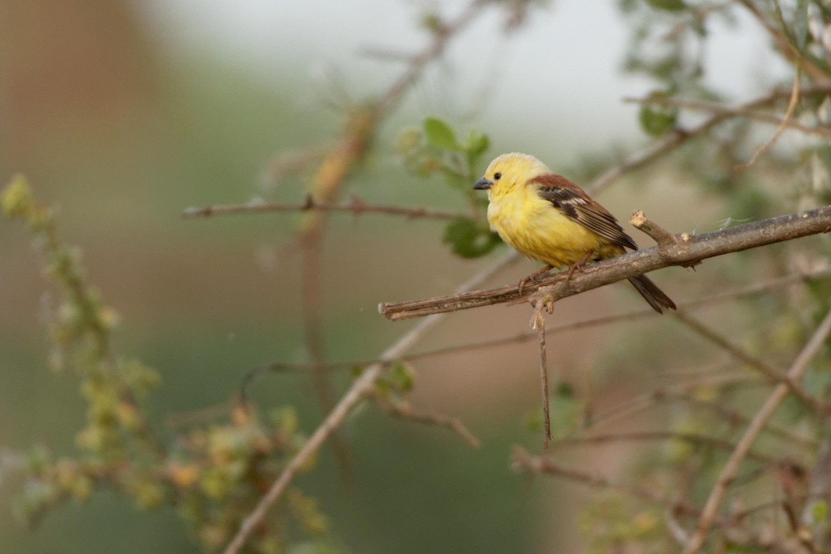 Sudan Golden Sparrow - ML101326381
