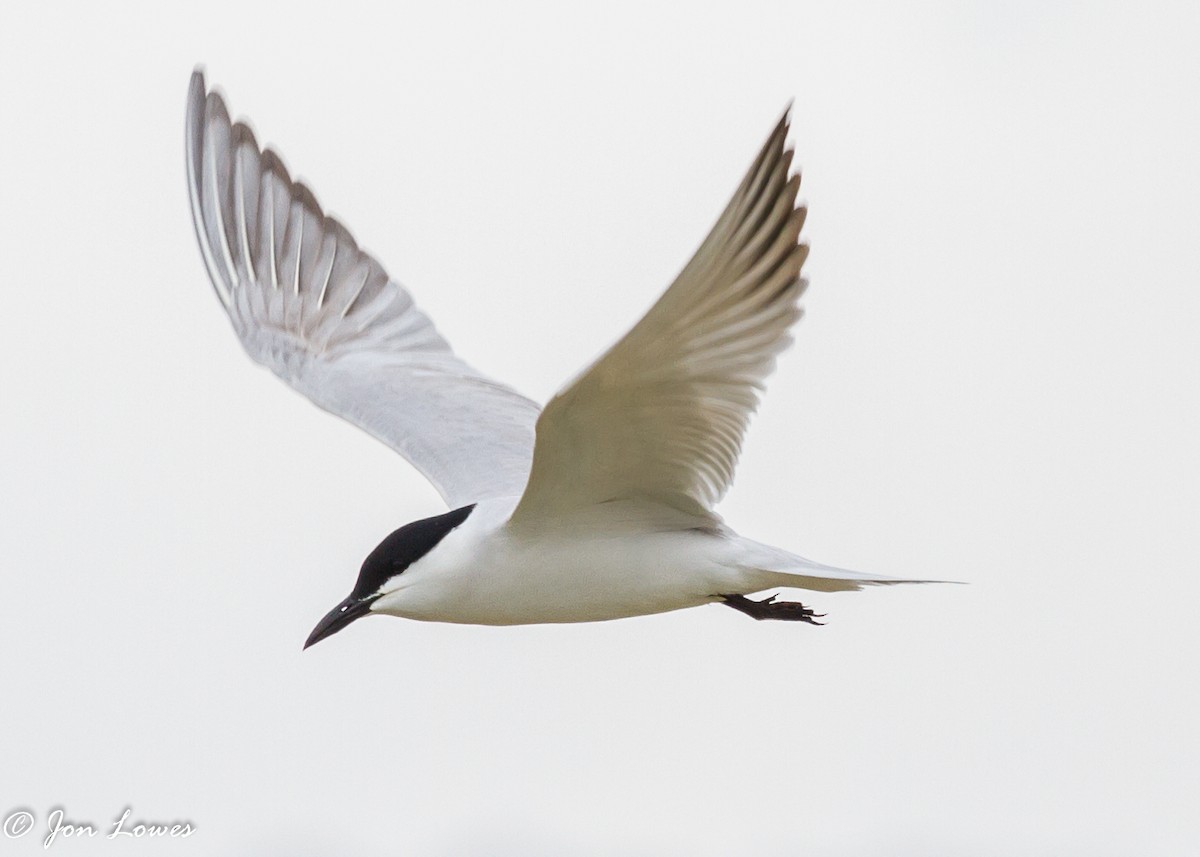 Gull-billed Tern - Jon Lowes