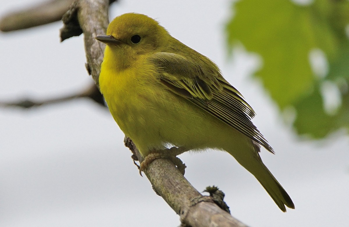 Yellow Warbler - Dennis Mersky